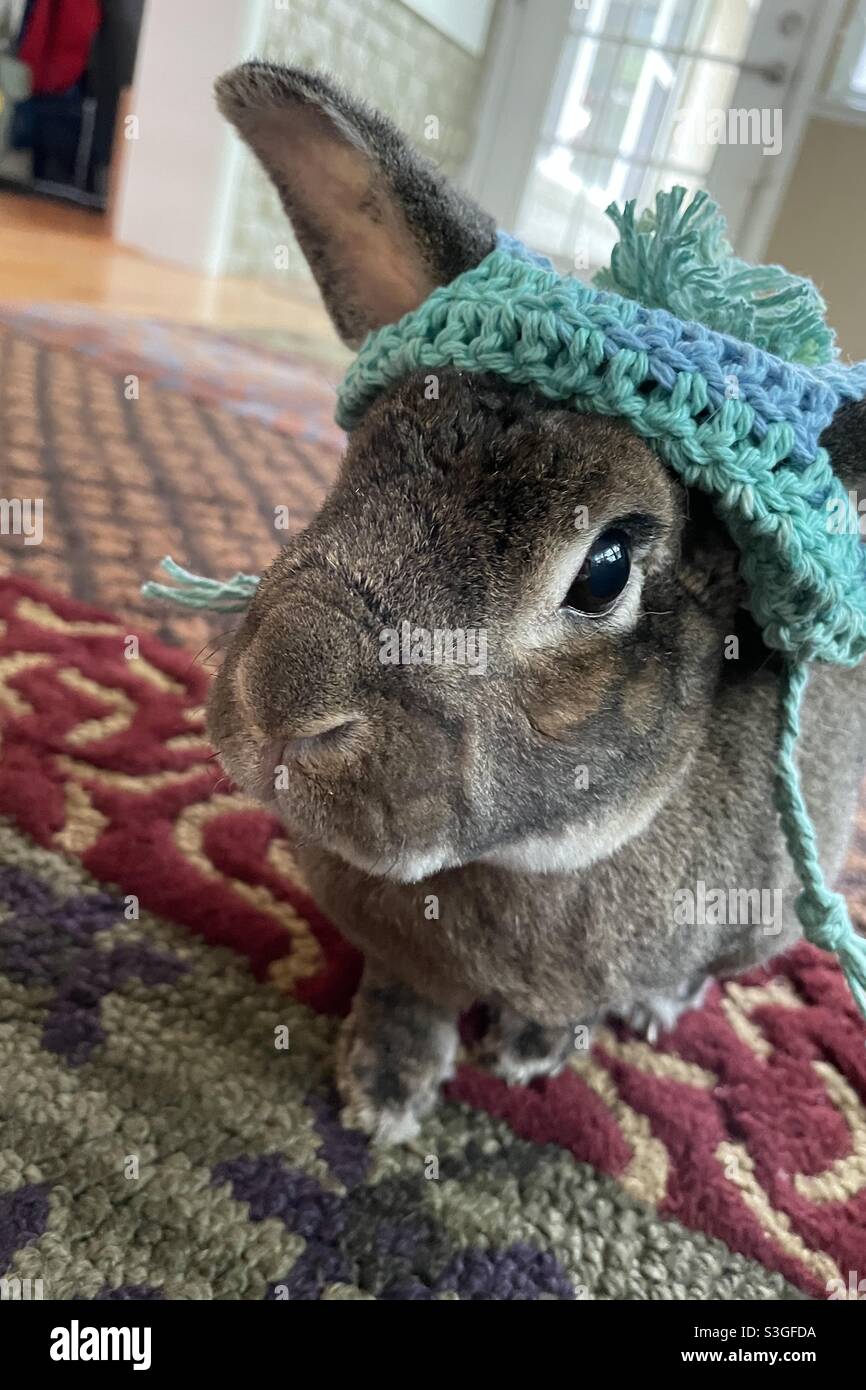 Pet bunny wears homemade crocheted beanie hat. Stock Photo