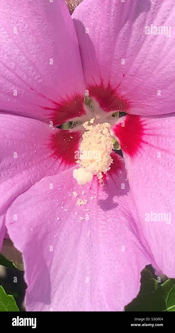 Huge beautiful pink hibiscus flower growing in the backyard flower garden. Stock Photo