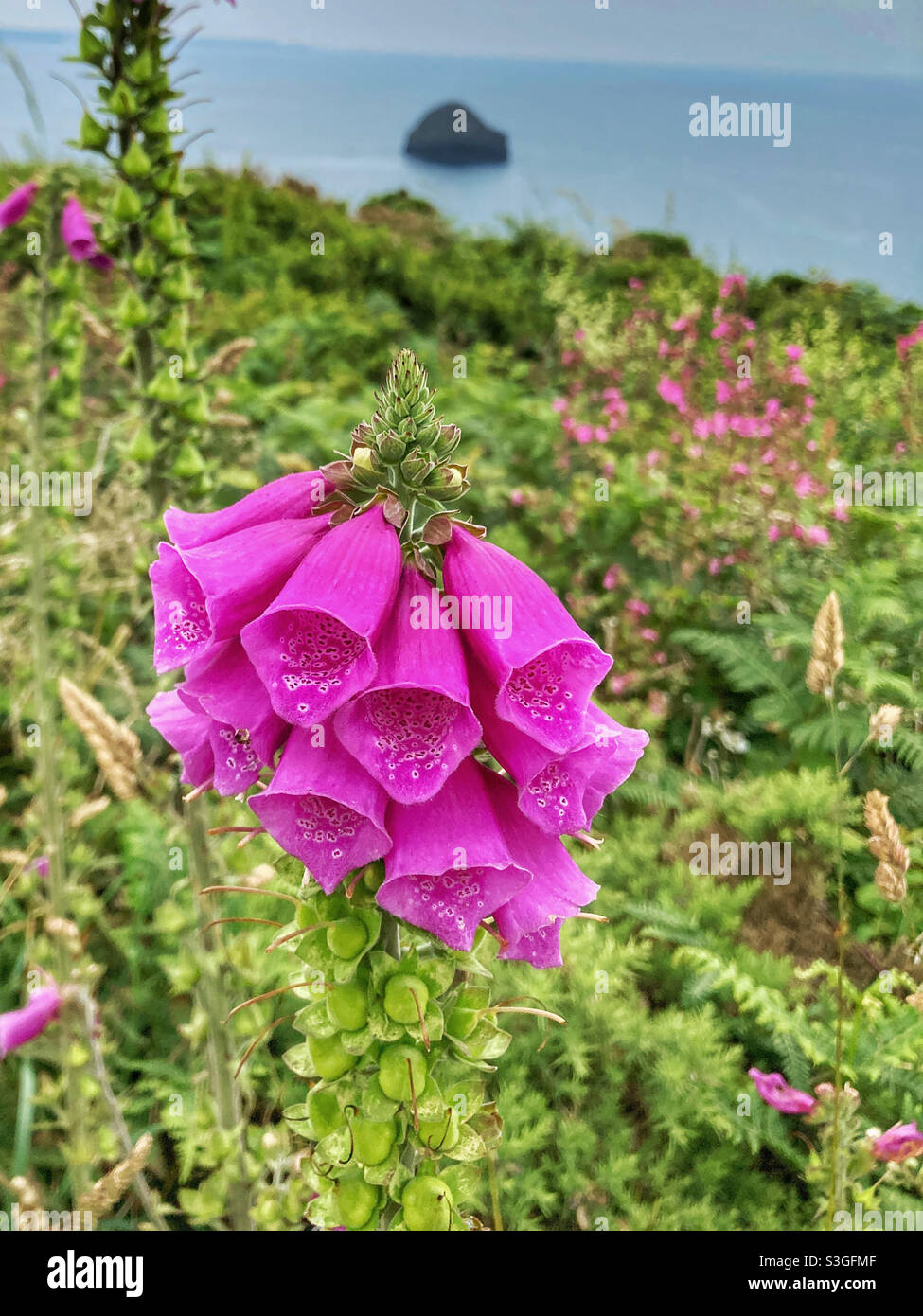 Wild flowers on a cliff top in Cornwall - Smartphone Captured Stock Image