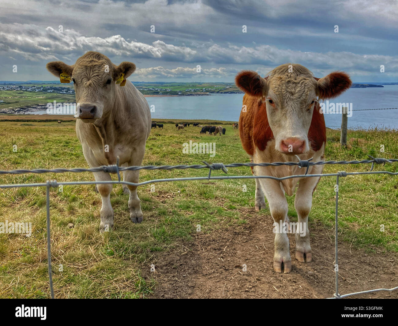 Cows in a field at Trevose Head Cornwall - Smartphone Captured Stock Image