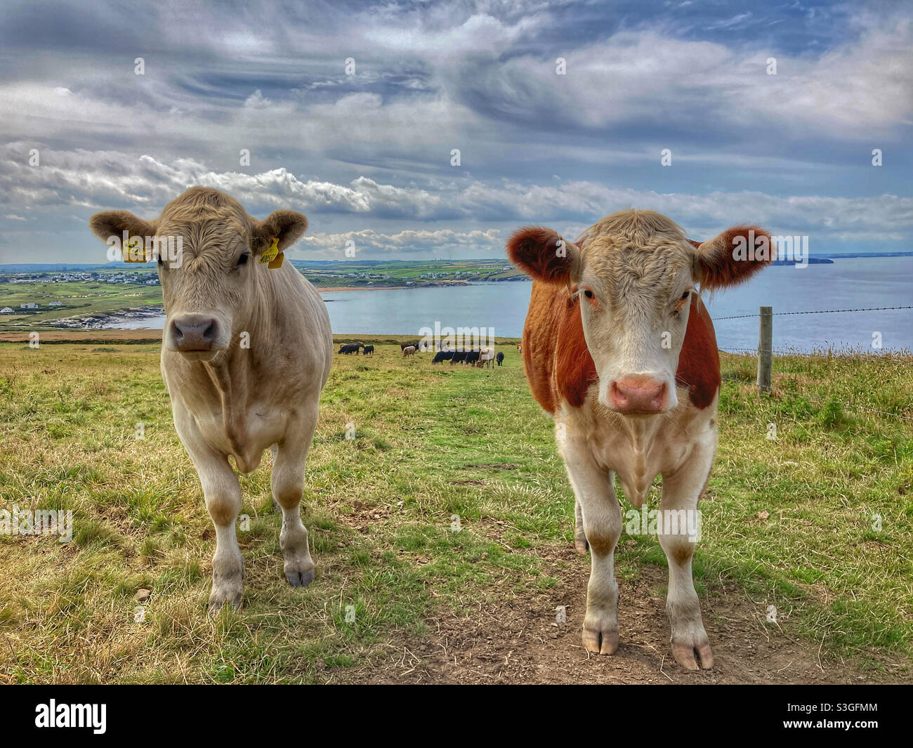 Cows in a field at Trevose Head Cornwall - Smartphone Captured Stock Image