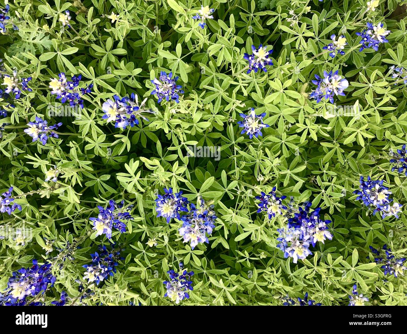 Bluebonnets from above Stock Photo