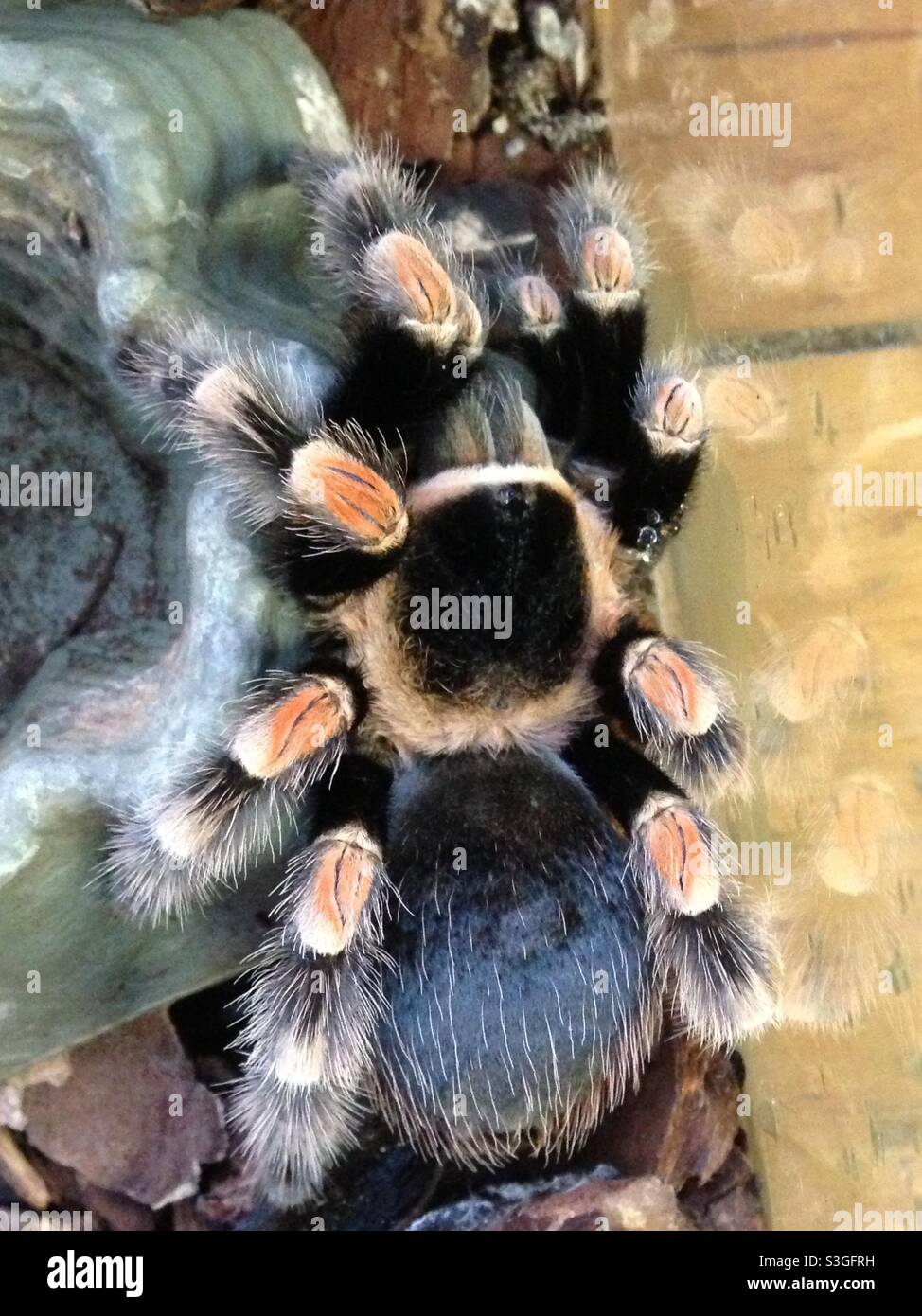 Red-kneed tarantula Stock Photo