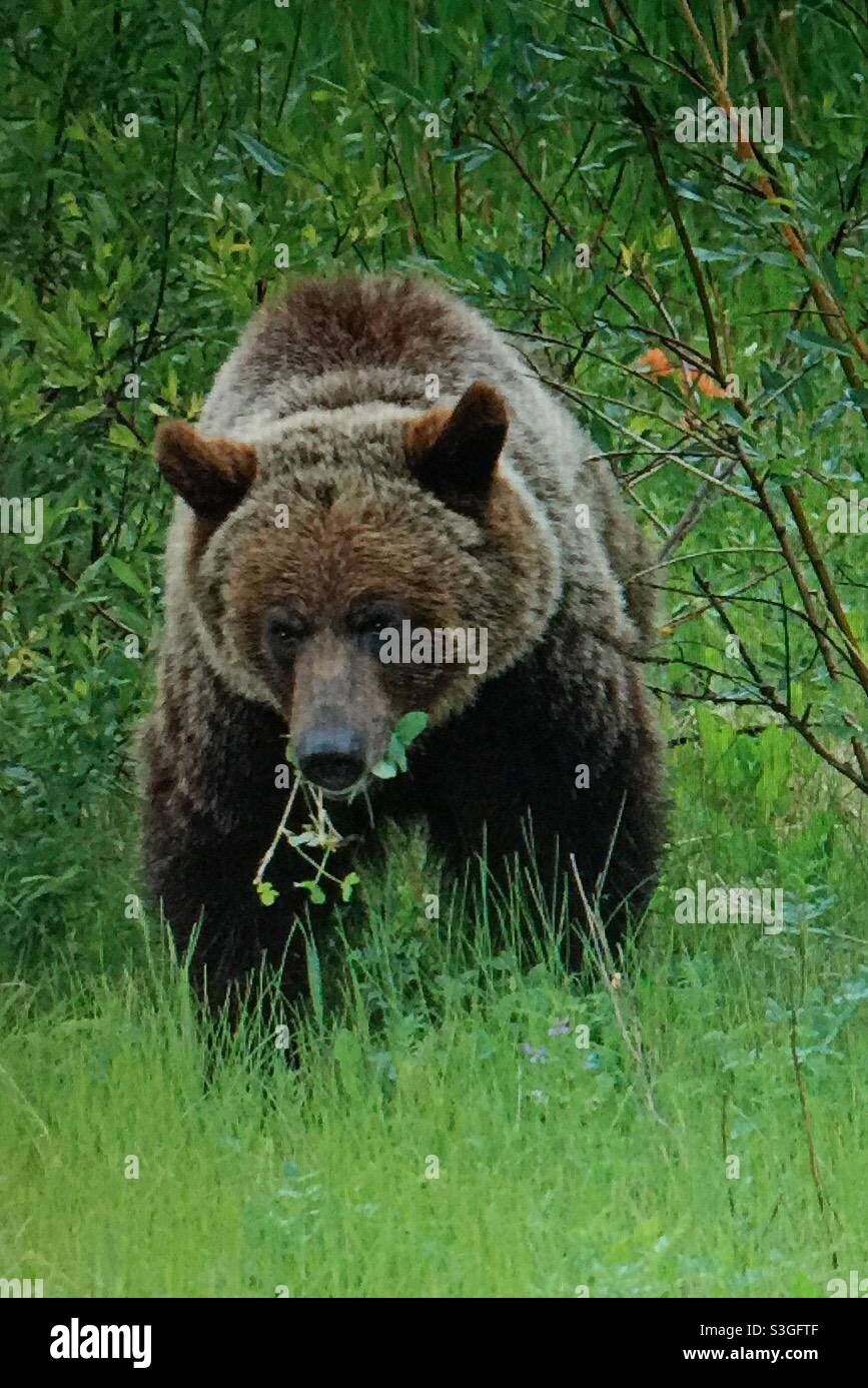 The grizzly bear (Ursus arctos horribilis), also known as the North American brown bear or simply grizzly, grazing, foraging, wildlife, animal, mammal, wilds, wilderness - Smartphone Captured Stock Image