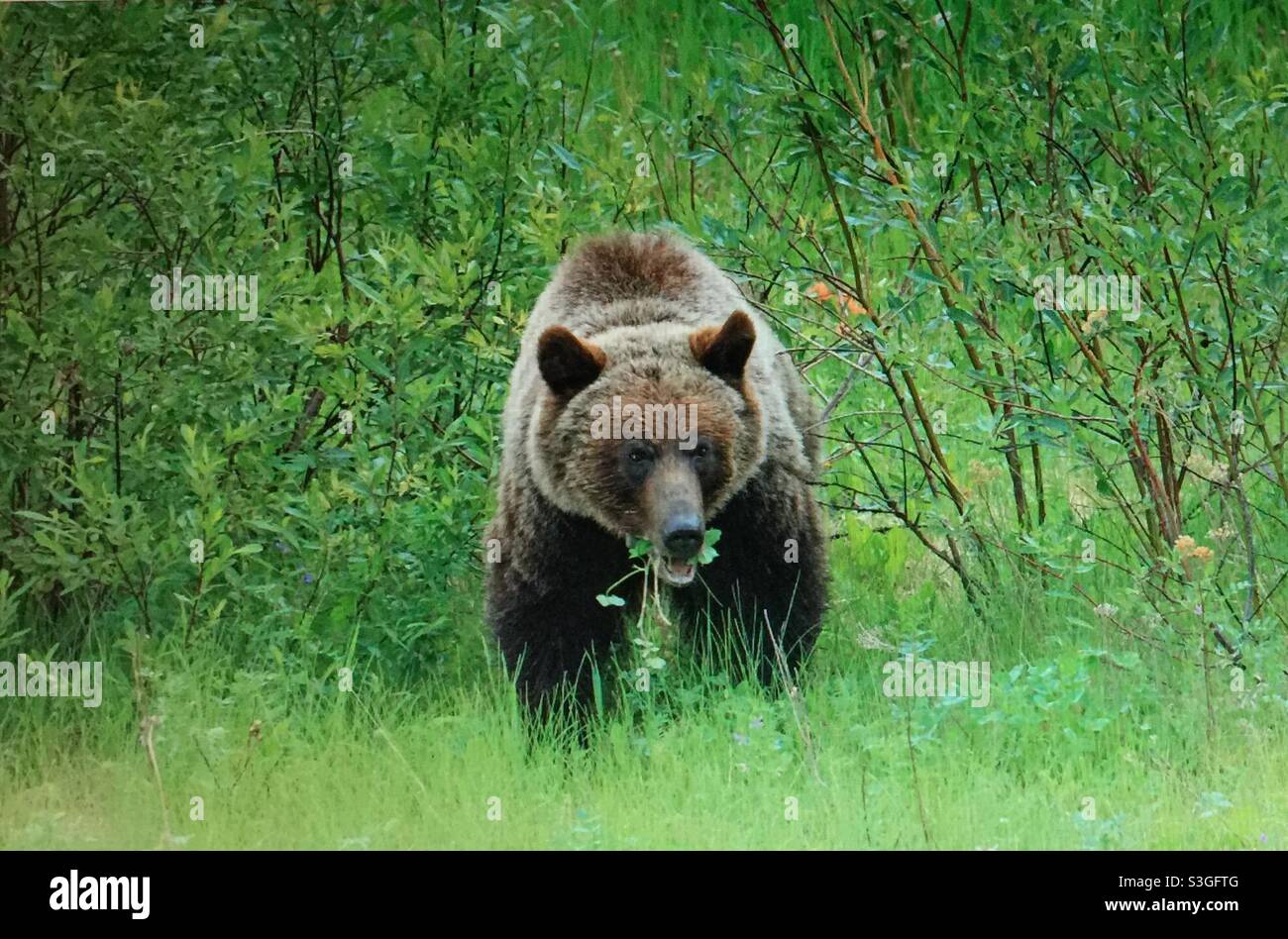 The grizzly bear, (Ursus arctos horribilis), also known as the North American brown bear or simply ,grizzly, grazing, foraging, wildlife, animal, mammal, wilds, wilderness - Smartphone Captured Stock Image