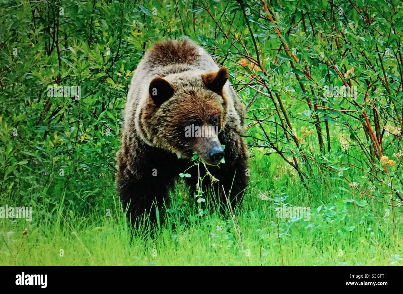The grizzly bear, (Ursus arctos horribilis), also known as the North American brown bear or simply ,grizzly, grazing, foraging, wildlife, animal, mammal, wilds, wilderness - Smartphone Captured Stock Image