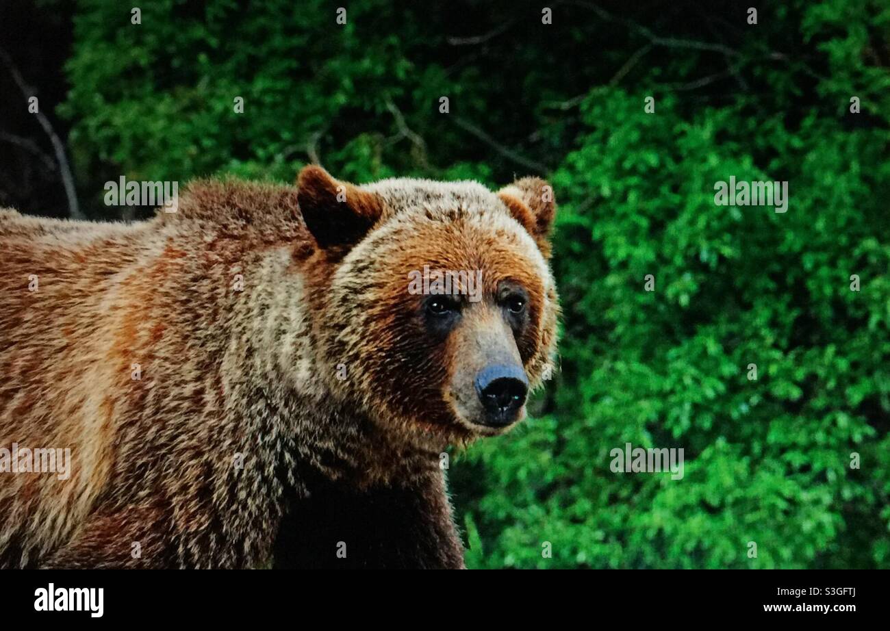 The grizzly bear, (Ursus arctos horribilis), also known as the North American brown bear or simply ,grizzly, grazing, foraging, wildlife, animal, mammal, wilds, wilderness - Smartphone Captured Stock Image