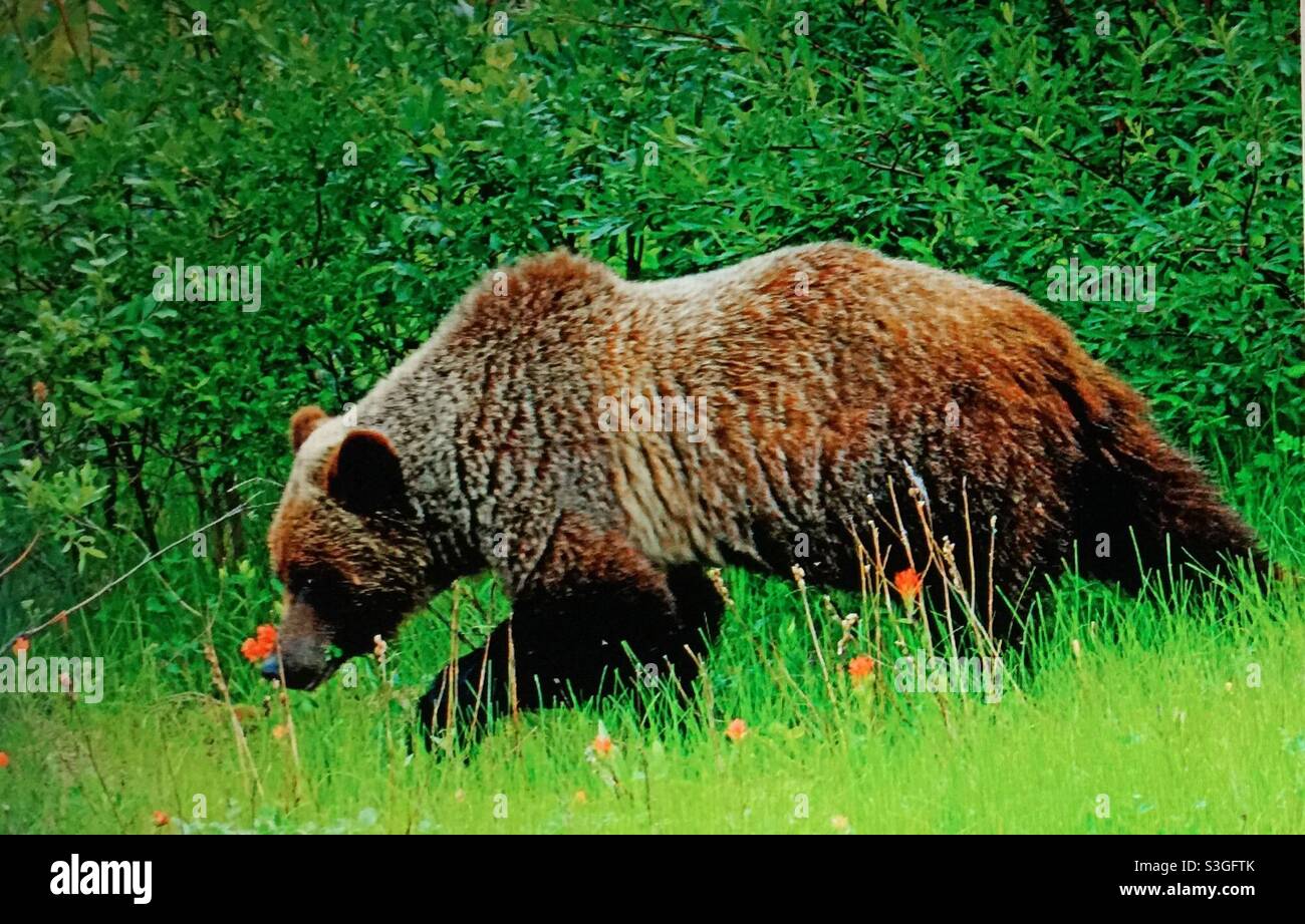 The grizzly bear, (Ursus arctos horribilis), also known as the North American brown bear or simply ,grizzly, grazing, foraging, wildlife, animal, mammal, wilds, wilderness - Smartphone Captured Stock Image