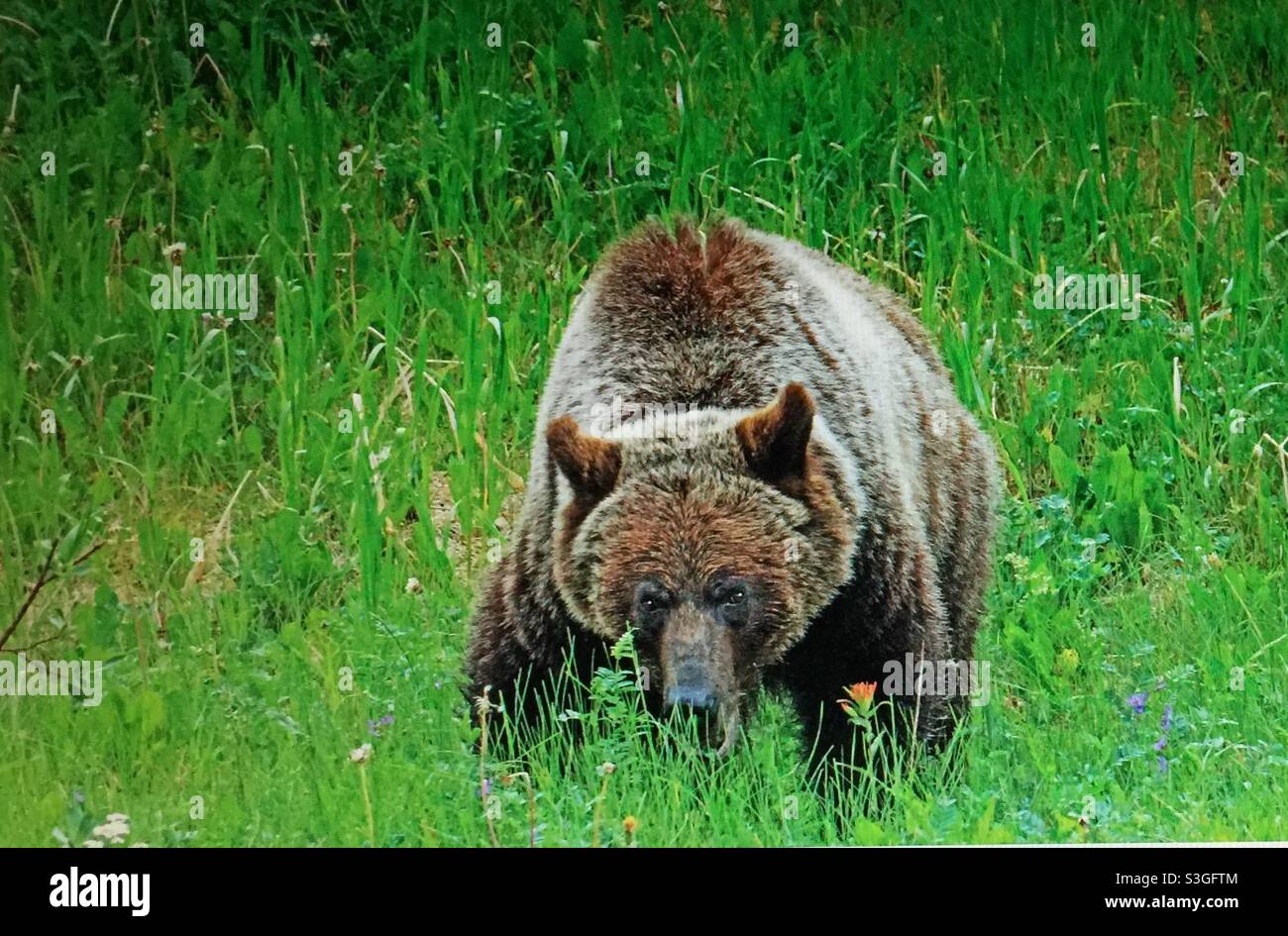The grizzly bear, (Ursus arctos horribilis), also known as the North American brown bear or simply ,grizzly, grazing, foraging, wildlife, animal, mammal, wilds, wilderness - Smartphone Captured Stock Image
