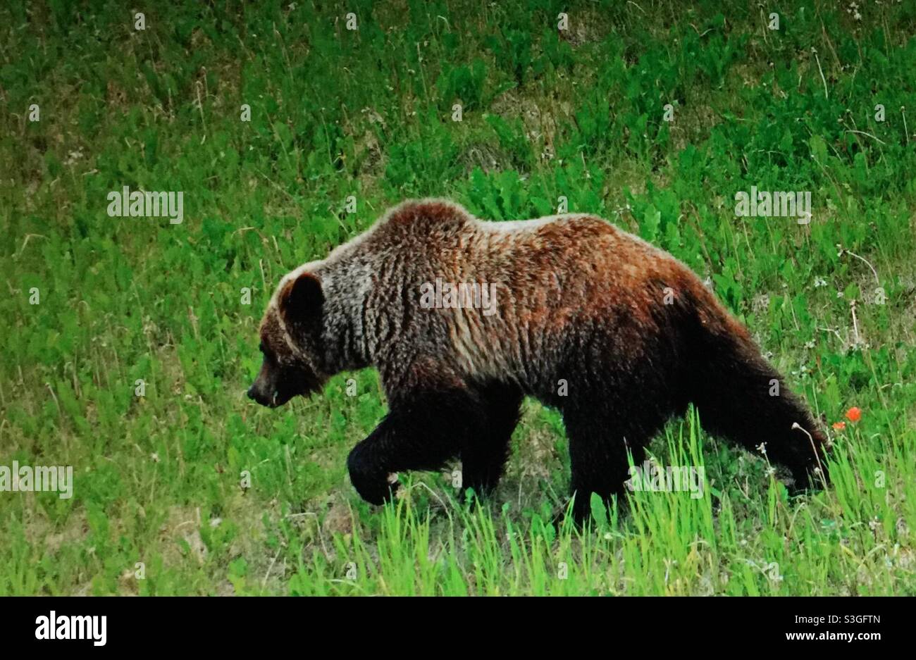 The grizzly bear, (Ursus arctos horribilis), also known as the North American brown bear or simply ,grizzly, grazing, foraging, wildlife, animal, mammal, wilds, wilderness - Smartphone Captured Stock Image