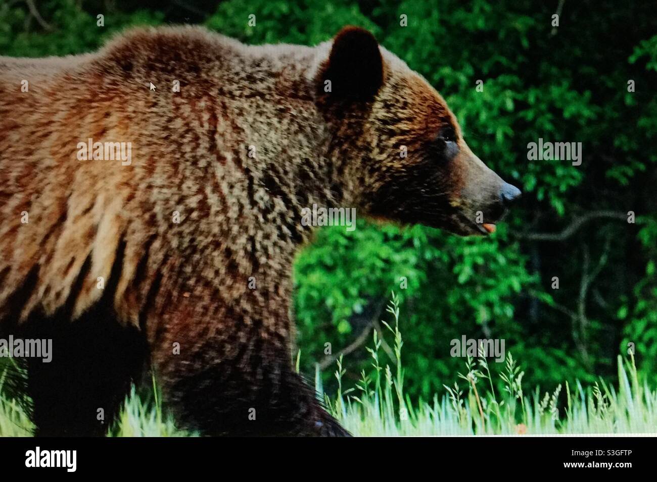 The grizzly bear, (Ursus arctos horribilis), also known as the North American brown bear or simply ,grizzly, grazing, foraging, wildlife, animal, mammal, wilds, wilderness - Smartphone Captured Stock Image