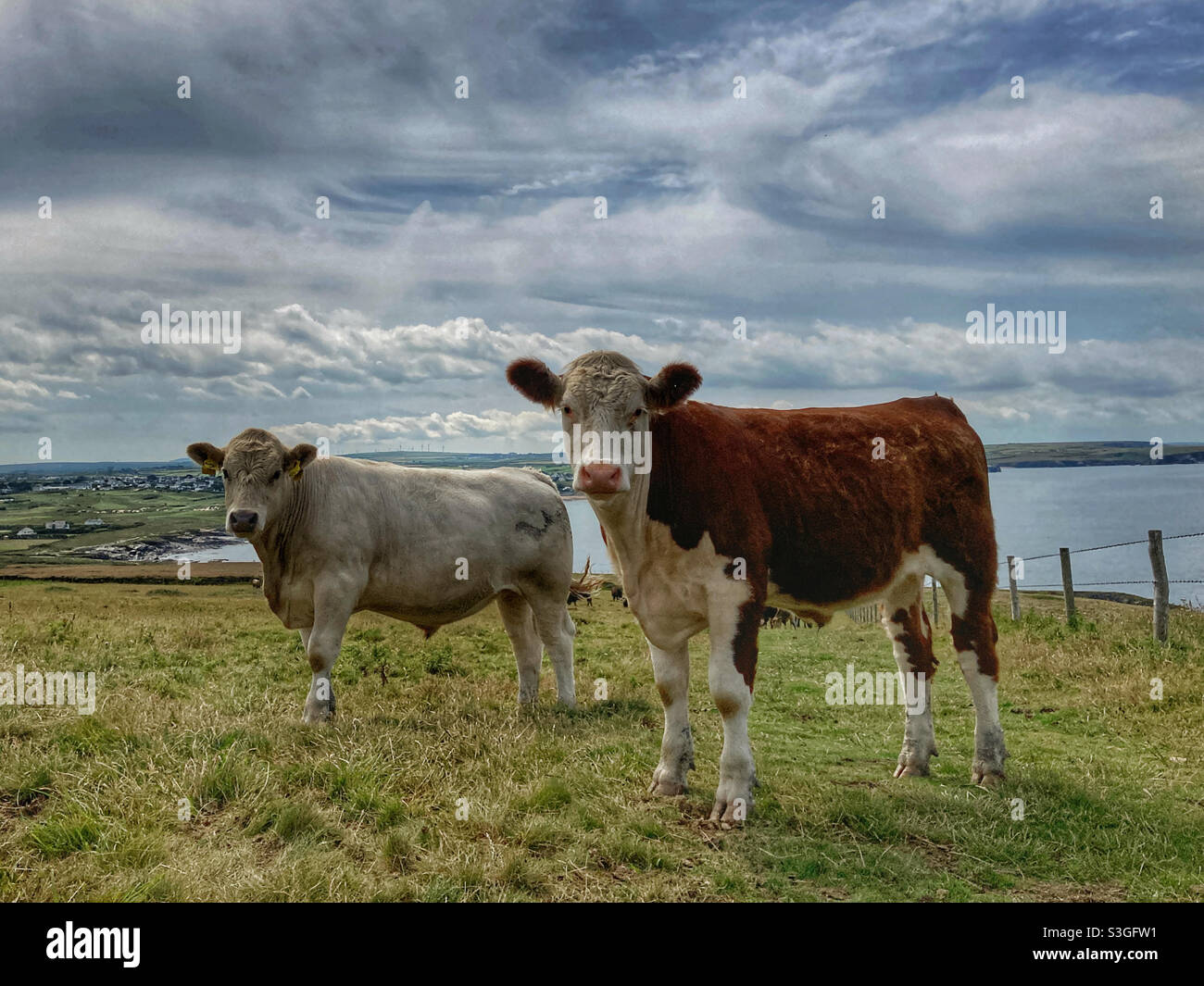 Cows in a field Trevose Head Cornwall - Smartphone Captured Stock Image