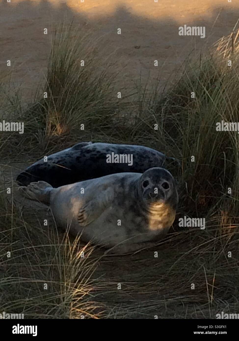 Grey seal pups Stock Photo