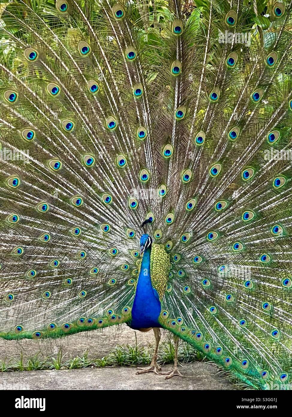 Male peacock feather displays eyespots Stock Photo