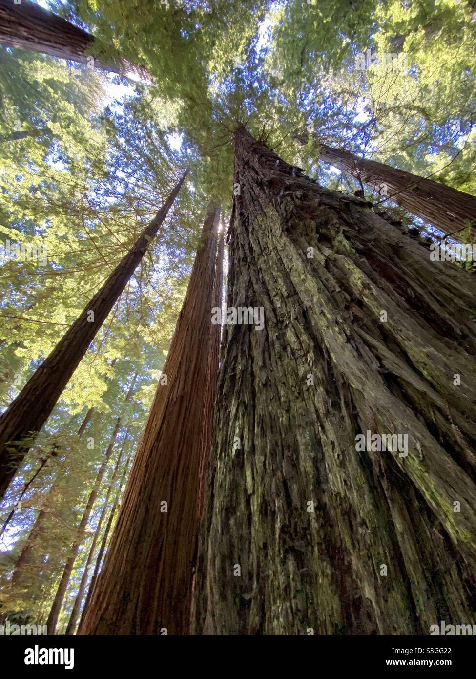 Looking up at the grandeur of the redwoods - Smartphone Captured Stock Image