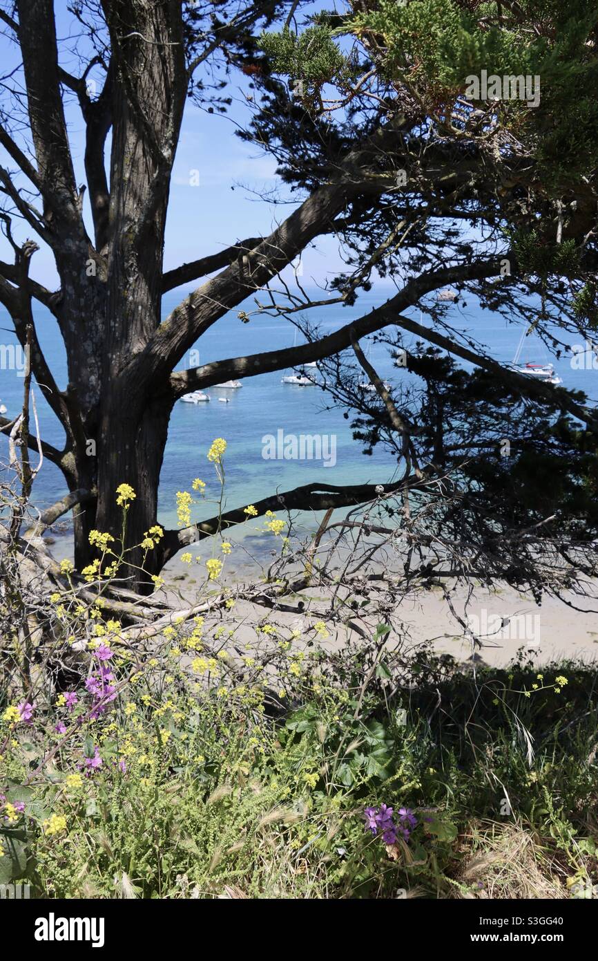 Behind the trees, View on the paradise island of Houat in Brittany, Morbihan, France - Smartphone Captured Stock Image