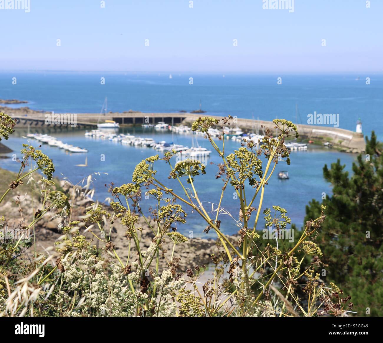 Wild plants and behind them , the harbor of Houat, an island in Brittany, Morbihan, France - Smartphone Captured Stock Image
