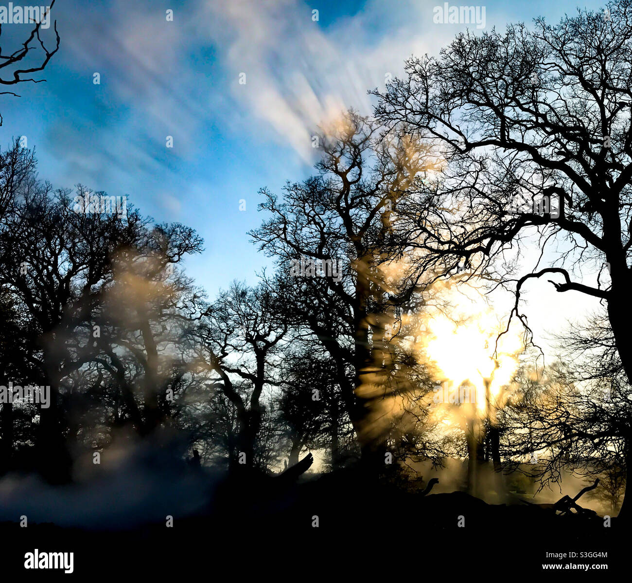 Burning tree - Smartphone Captured Stock Image