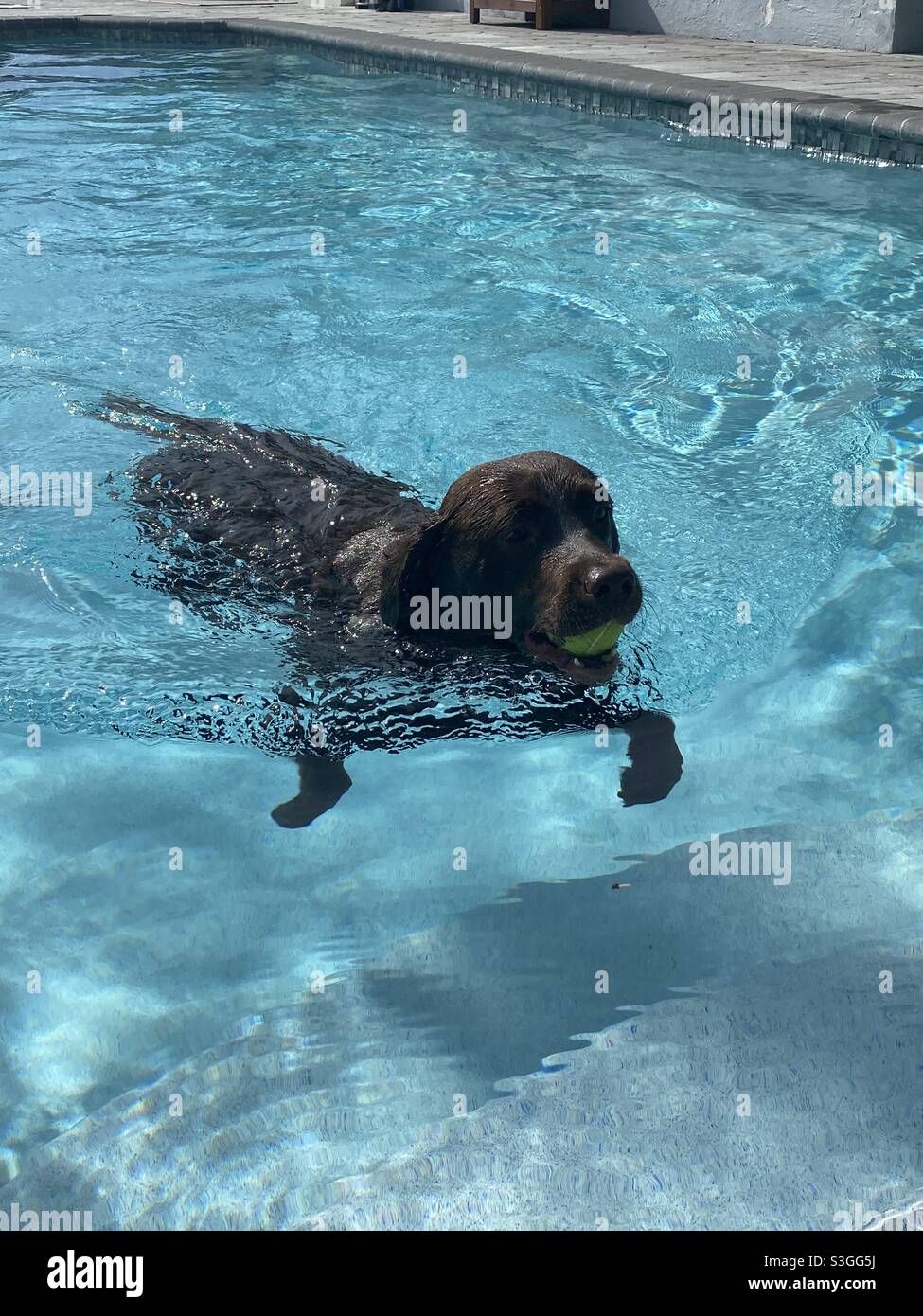 Chocolate lab swimming in pool with a tennis ball Stock Photo Alamy
