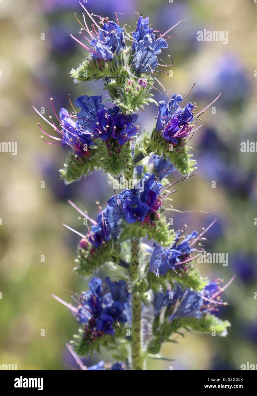 Beautiful purple wild flowers , echium vulgare in Brittany a the island of Houat, Morbihan, France - Smartphone Captured Stock Image
