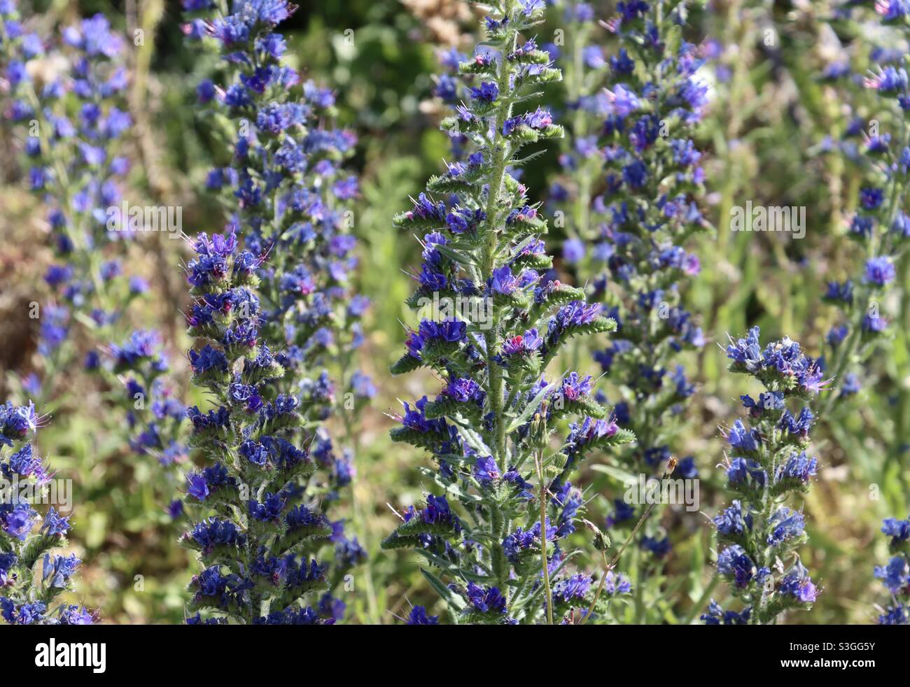 A lot of purple wild flowers , echium vulgare in Brittany a the island of Houat, Morbihan, France - Smartphone Captured Stock Image