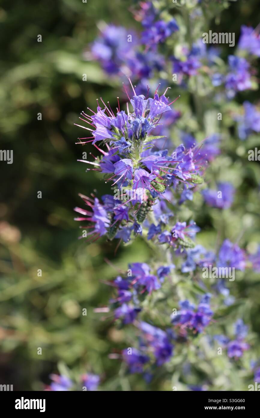 Closeup of some Beautiful purple wild flowers , echium vulgare in Brittany a the island of Houat, Morbihan, France - Smartphone Captured Stock Image