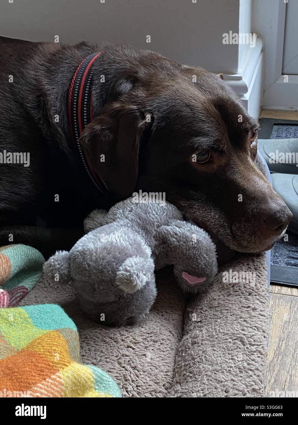Dog with cuddly toy Stock Photo Alamy