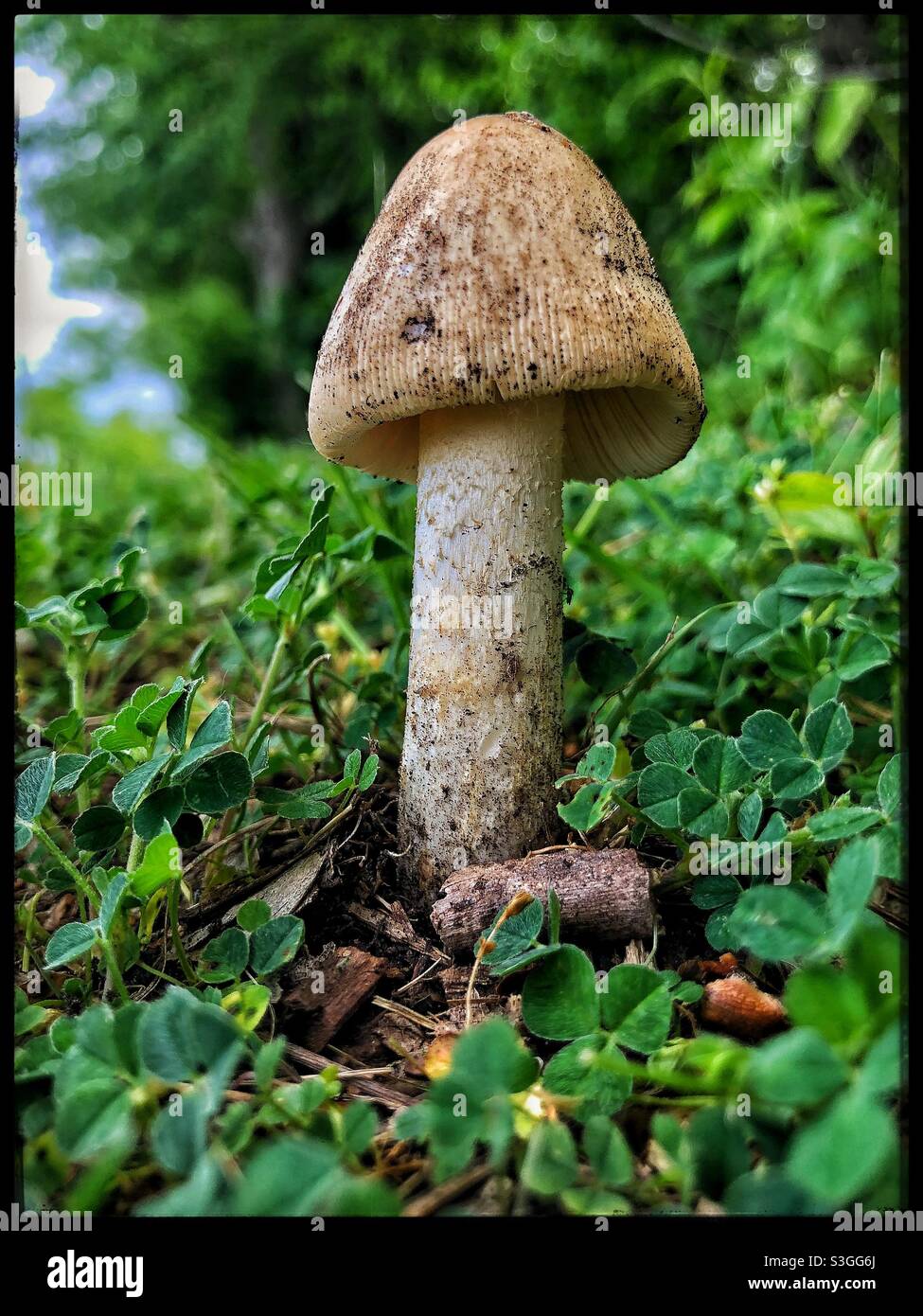 Tiny Mushroom Stock Photo