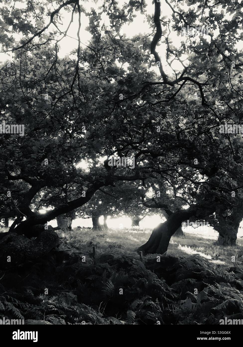 Black oak trees hi-res stock photography and images - Alamy