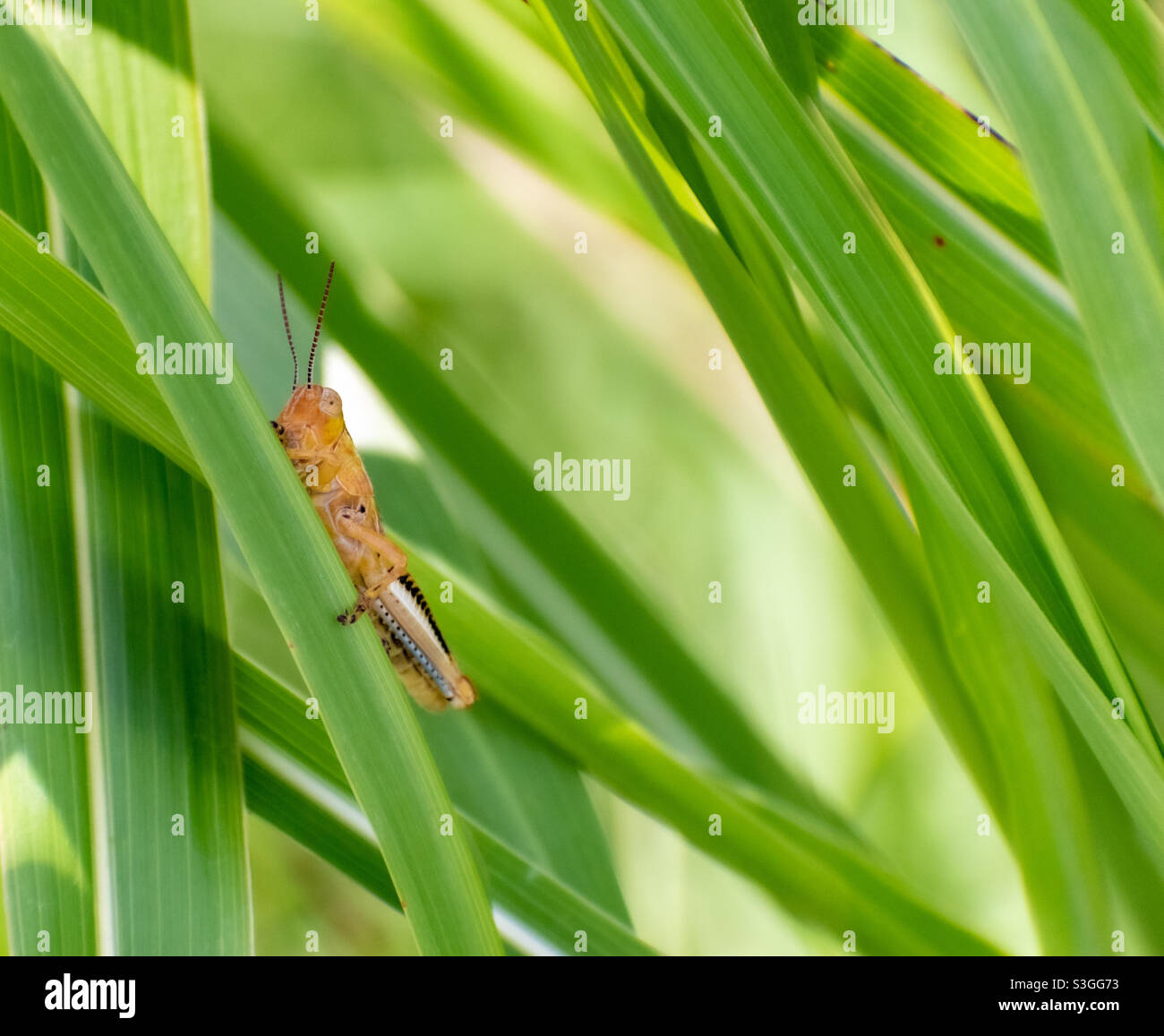 Single grasshopper on thick blade of grass. Stock Photo