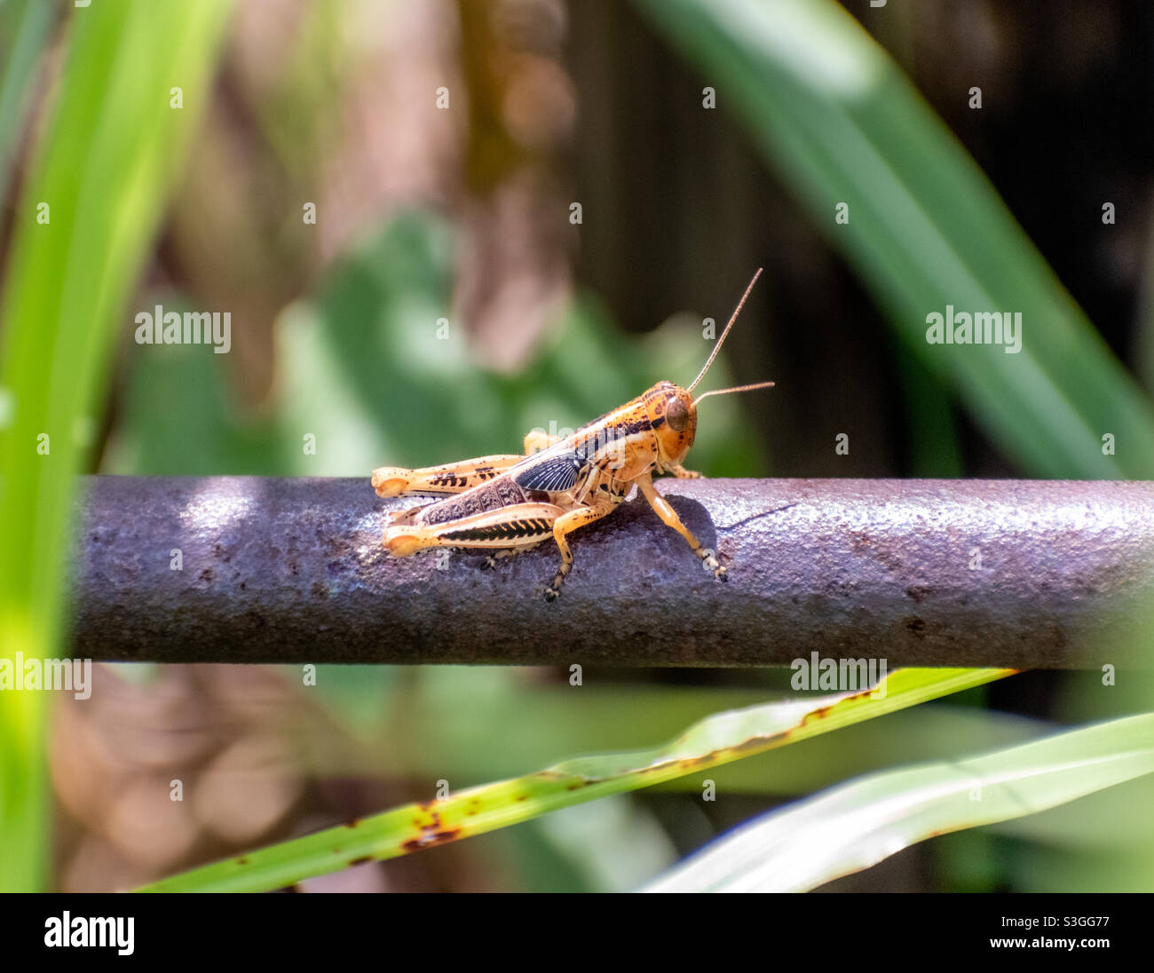 Single grasshopper resting on metal bar in the field. Stock Photo