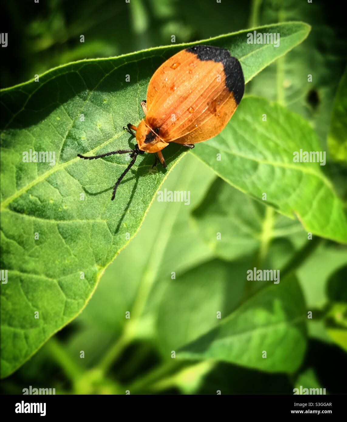 A bug perches on a green leaf in a forest in Mexico Stock Photo - Alamy