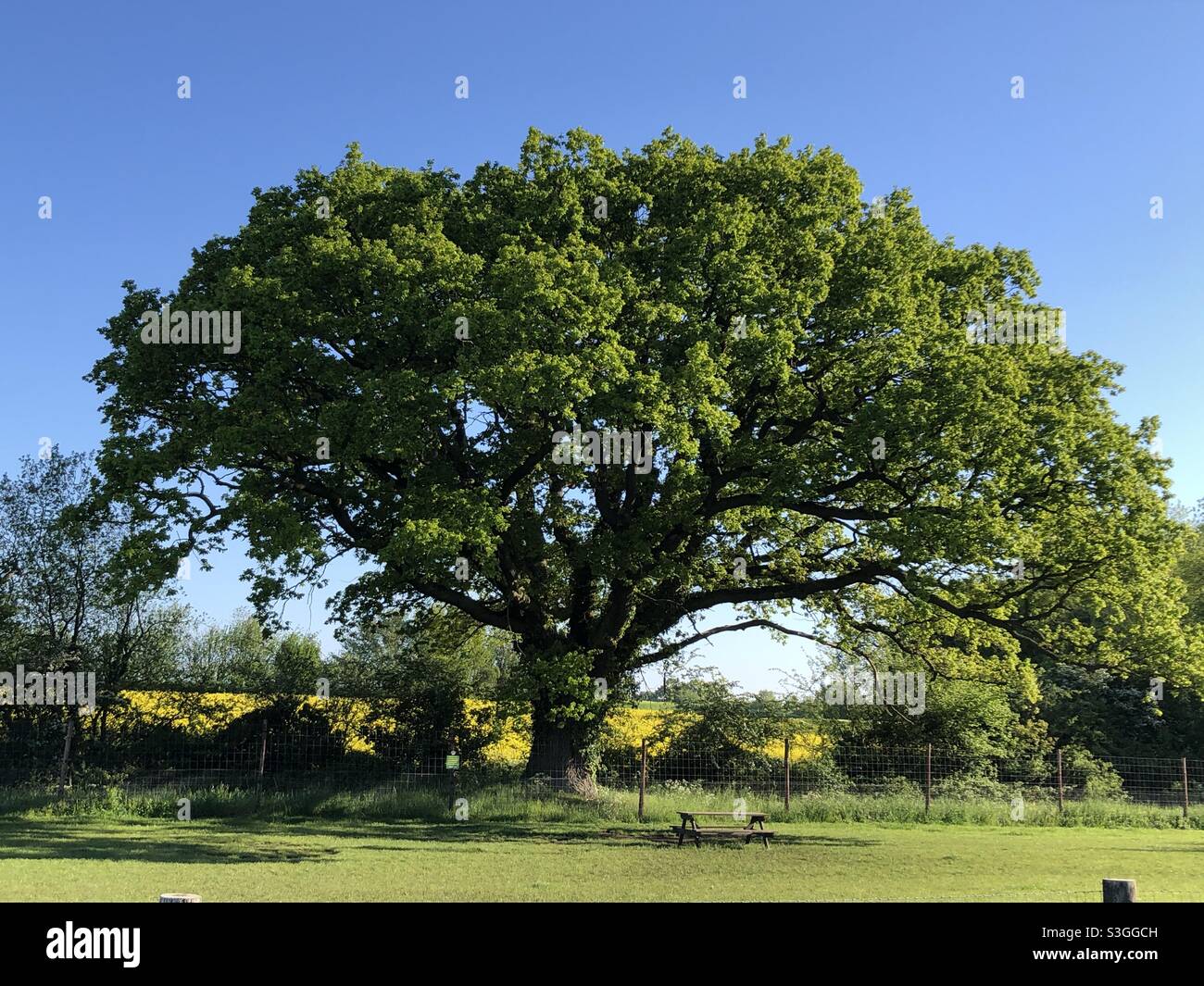 An English oak in spring Stock Photo