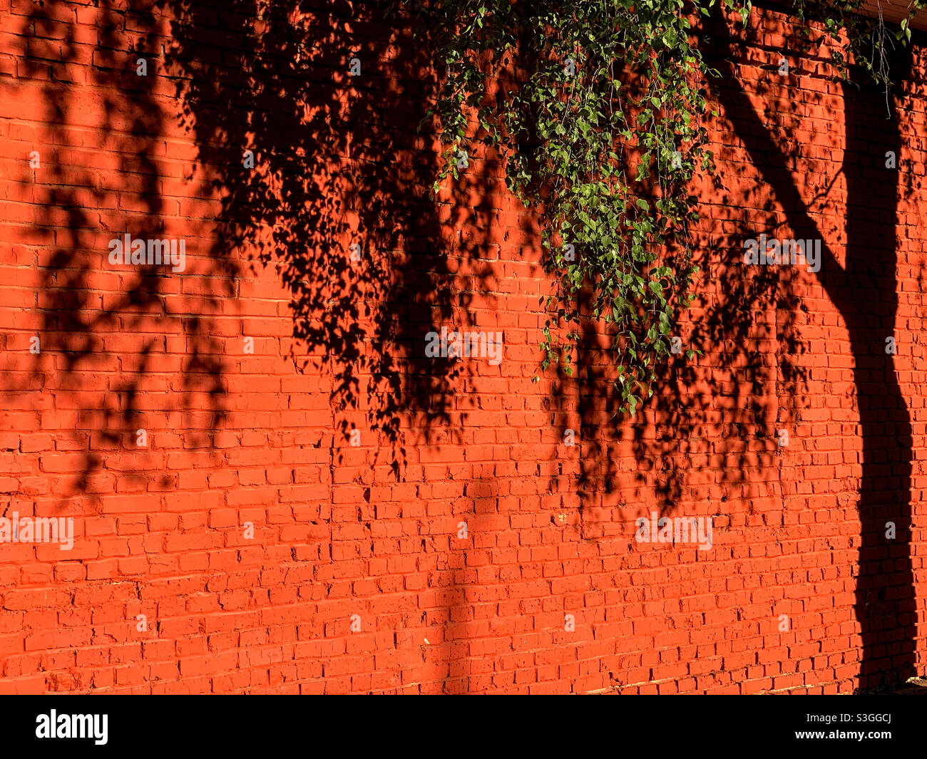 tree shadow on red brick wall - Smartphone Captured Stock Image