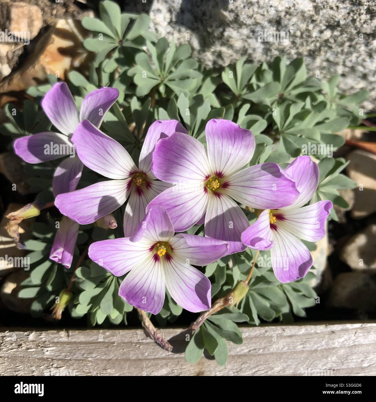 Alpine bed in bloom Stock Photo