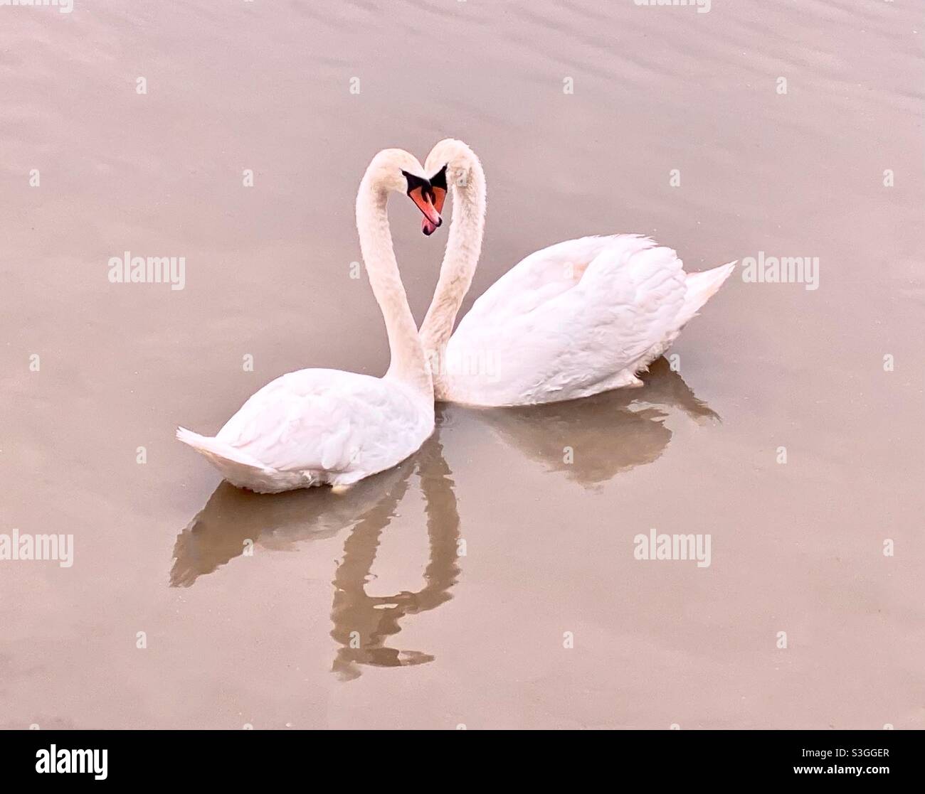 Swan heart Stock Photo