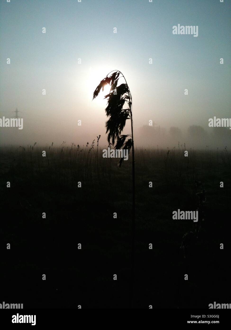 Misty morning on Walthamstow marsh Stock Photo
