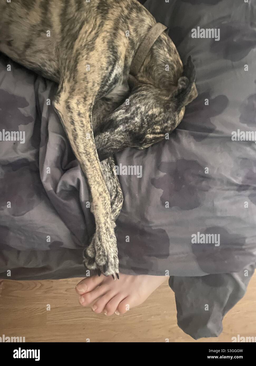 Sleeping dog with male foot Stock Photo