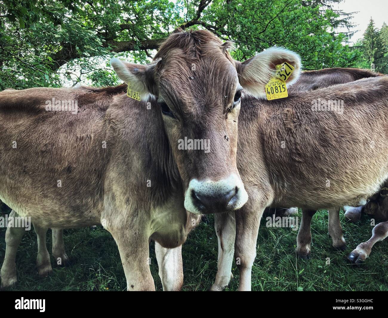 Young Heifers in the German Alps looking at the Camera - Smartphone Captured Stock Image