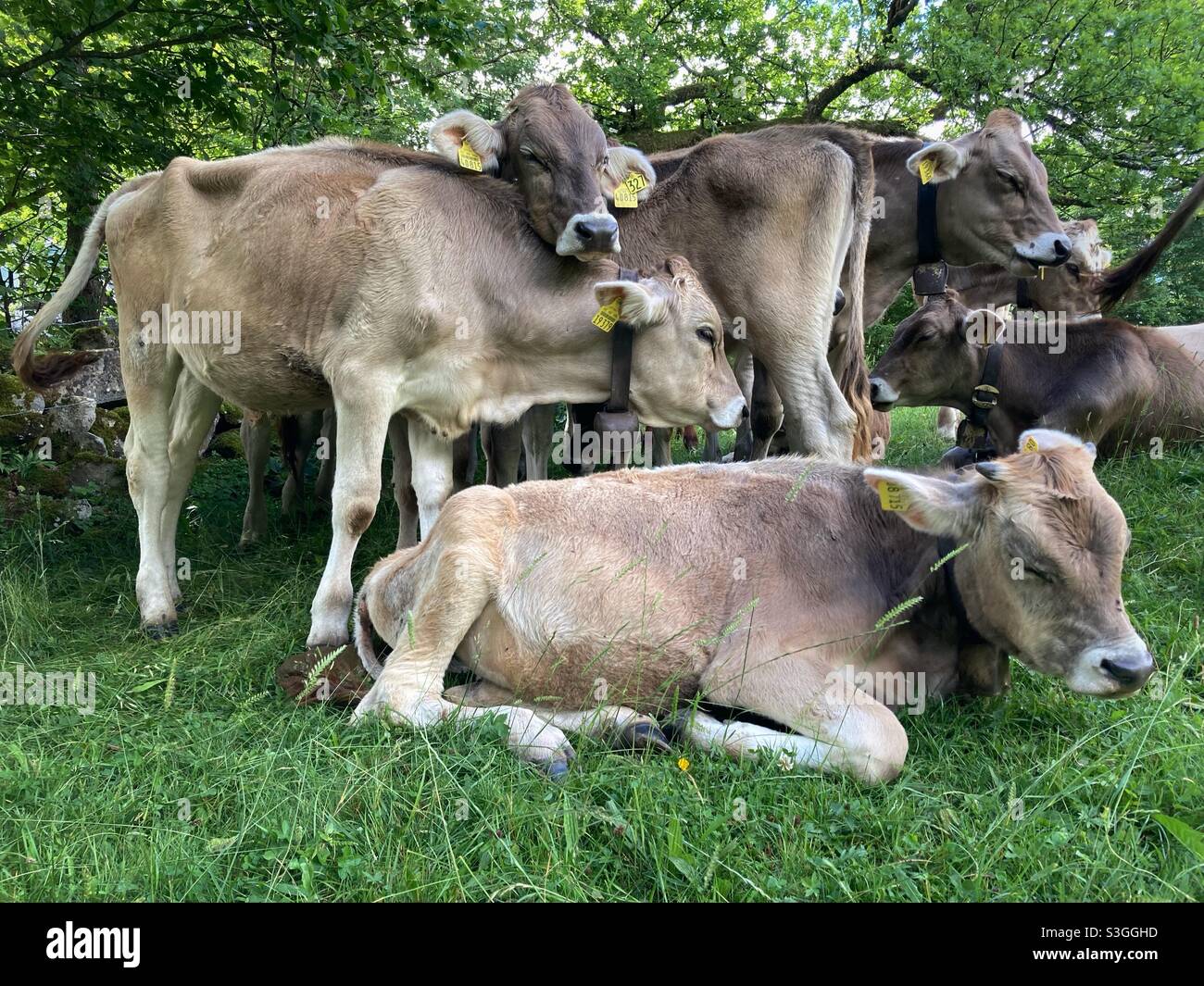 Young Heifers in the German Alps looking at the Camera - Smartphone Captured Stock Image