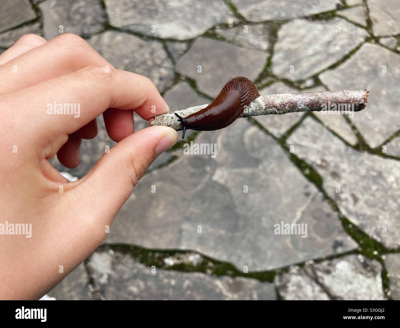 The Hand of a Boy Playing with a slug on a Wooden Stick - Smartphone Captured Stock Image