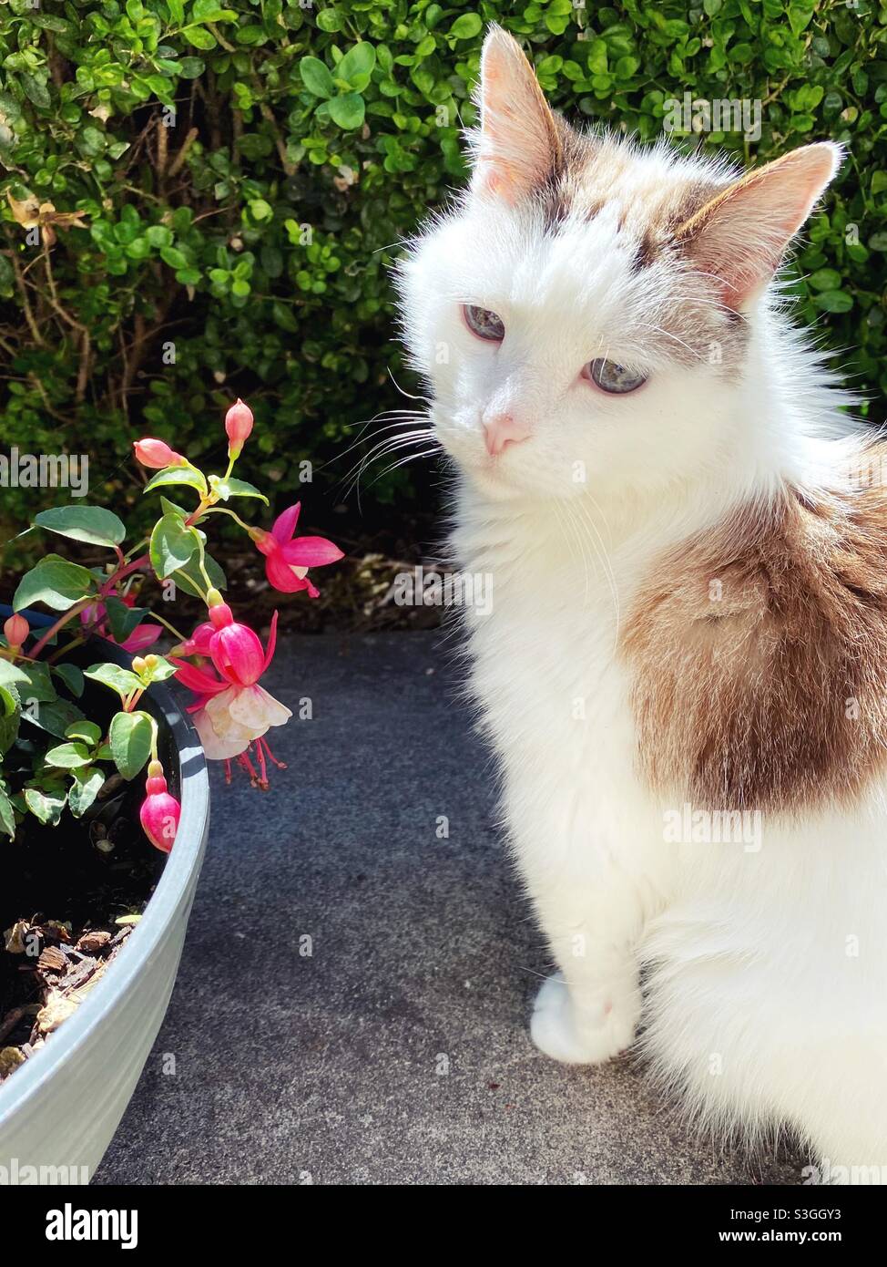 A cute cat in a garden next to a pot of fuschia flowers. Stock Photo