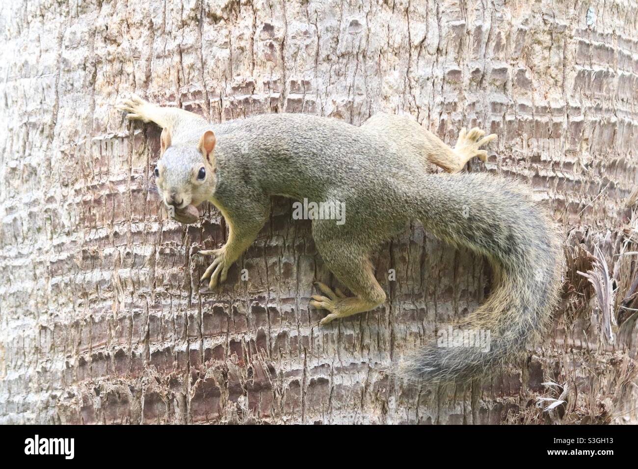 Squirrel!!! - Smartphone Captured Stock Image