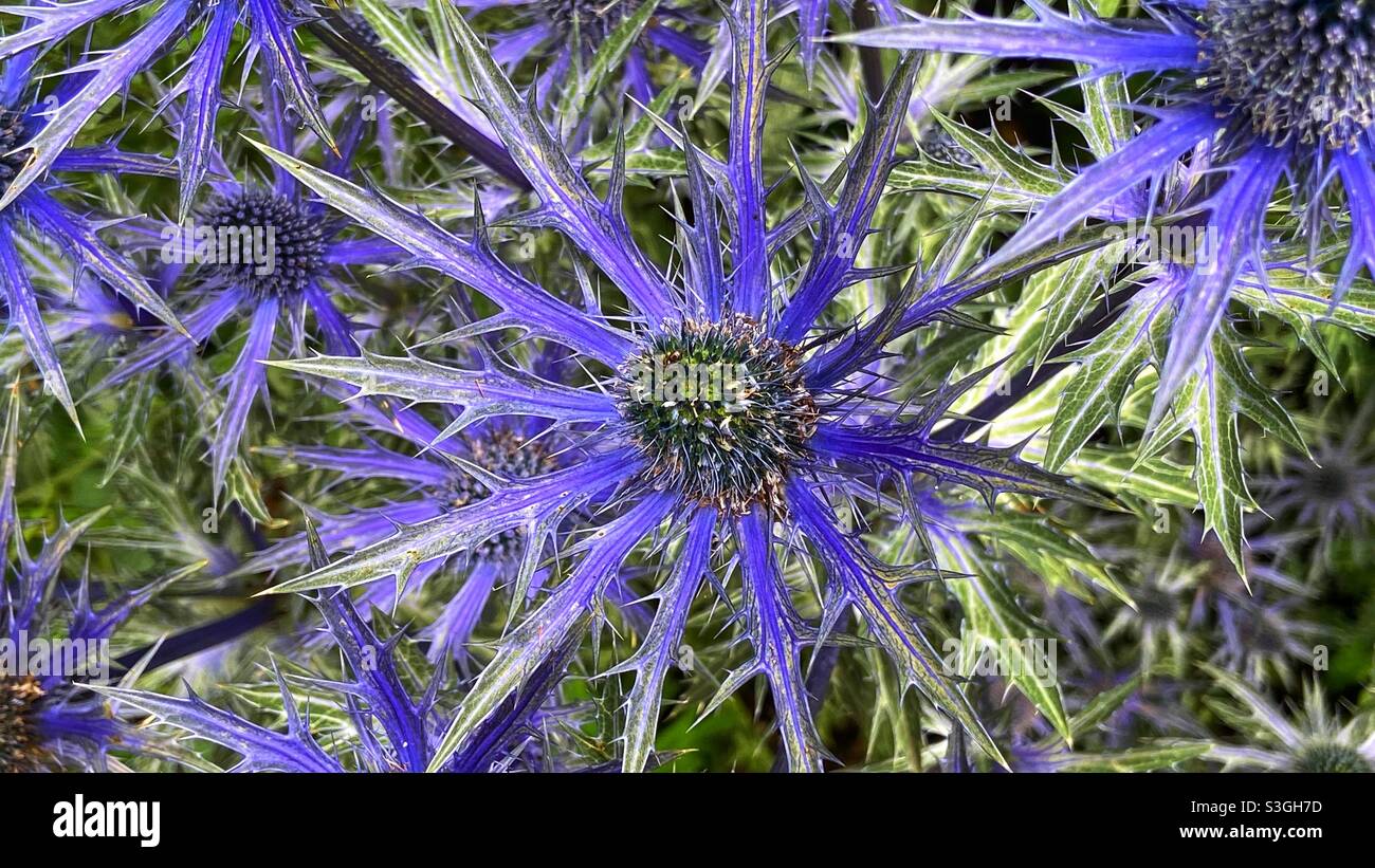 Eryngium ‘Blue Hobbit’ - Smartphone Captured Stock Image