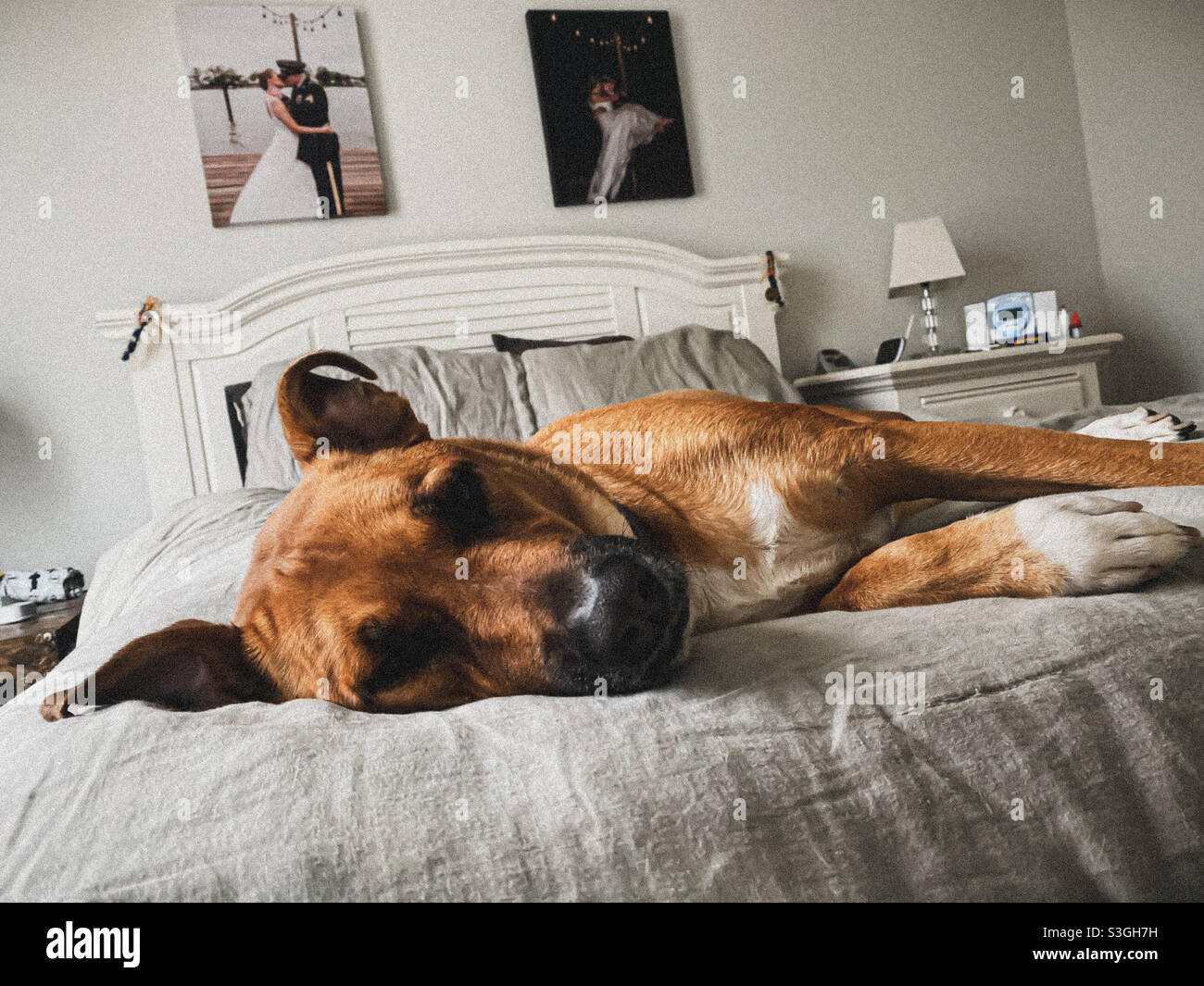 Adopt me dog hires stock photography and images Alamy