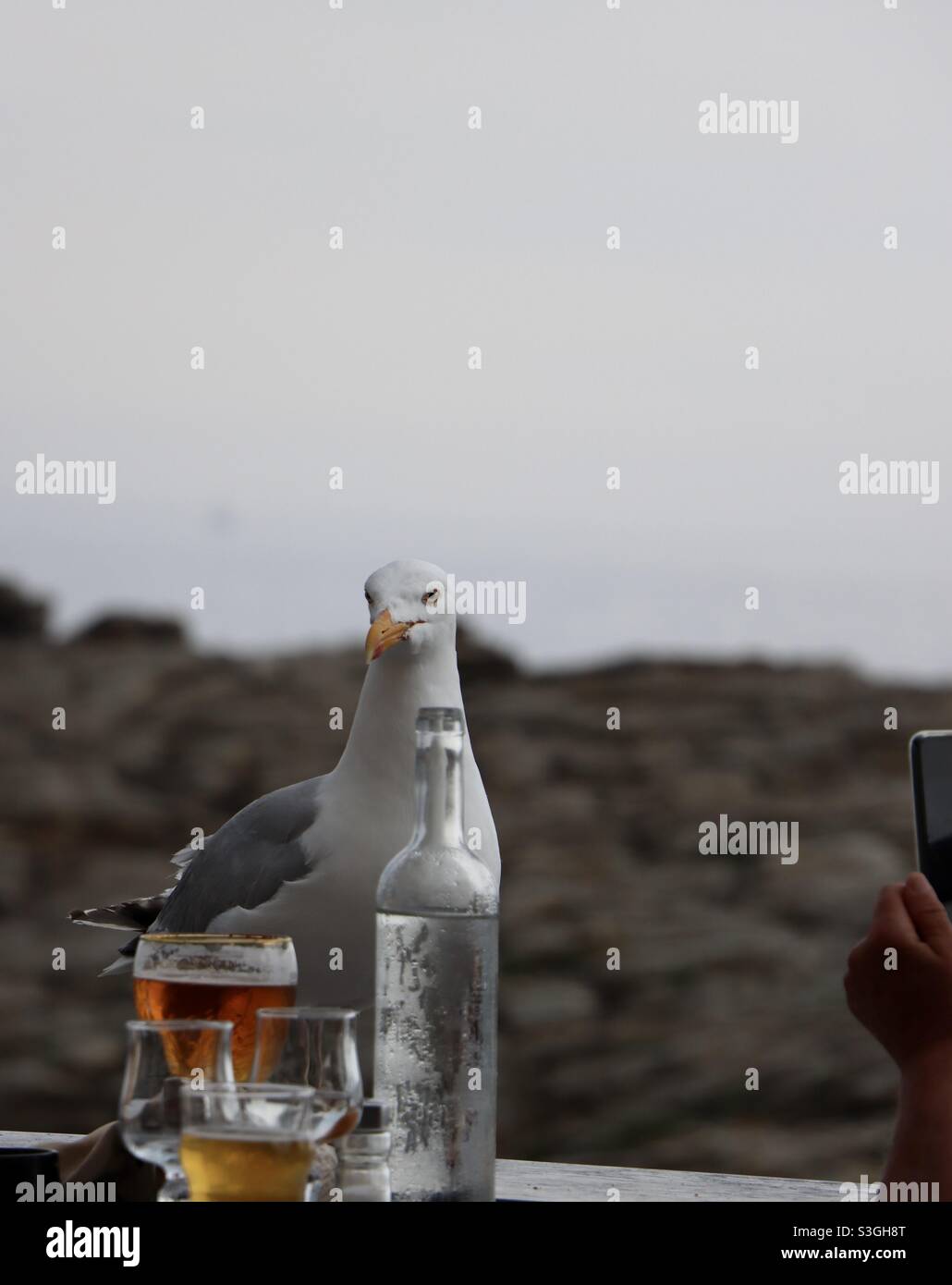 A glass of beer and a picture with a seagull at the restaurant terrace - Smartphone Captured Stock Image