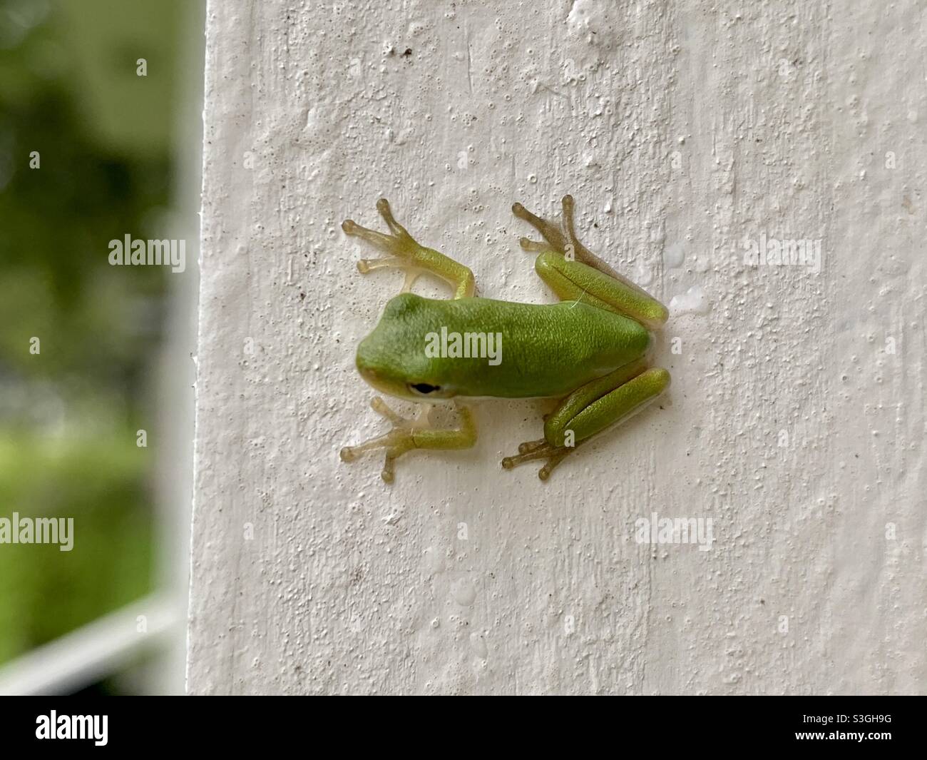 Cute Baby Tree Frog Stock Photo Alamy
