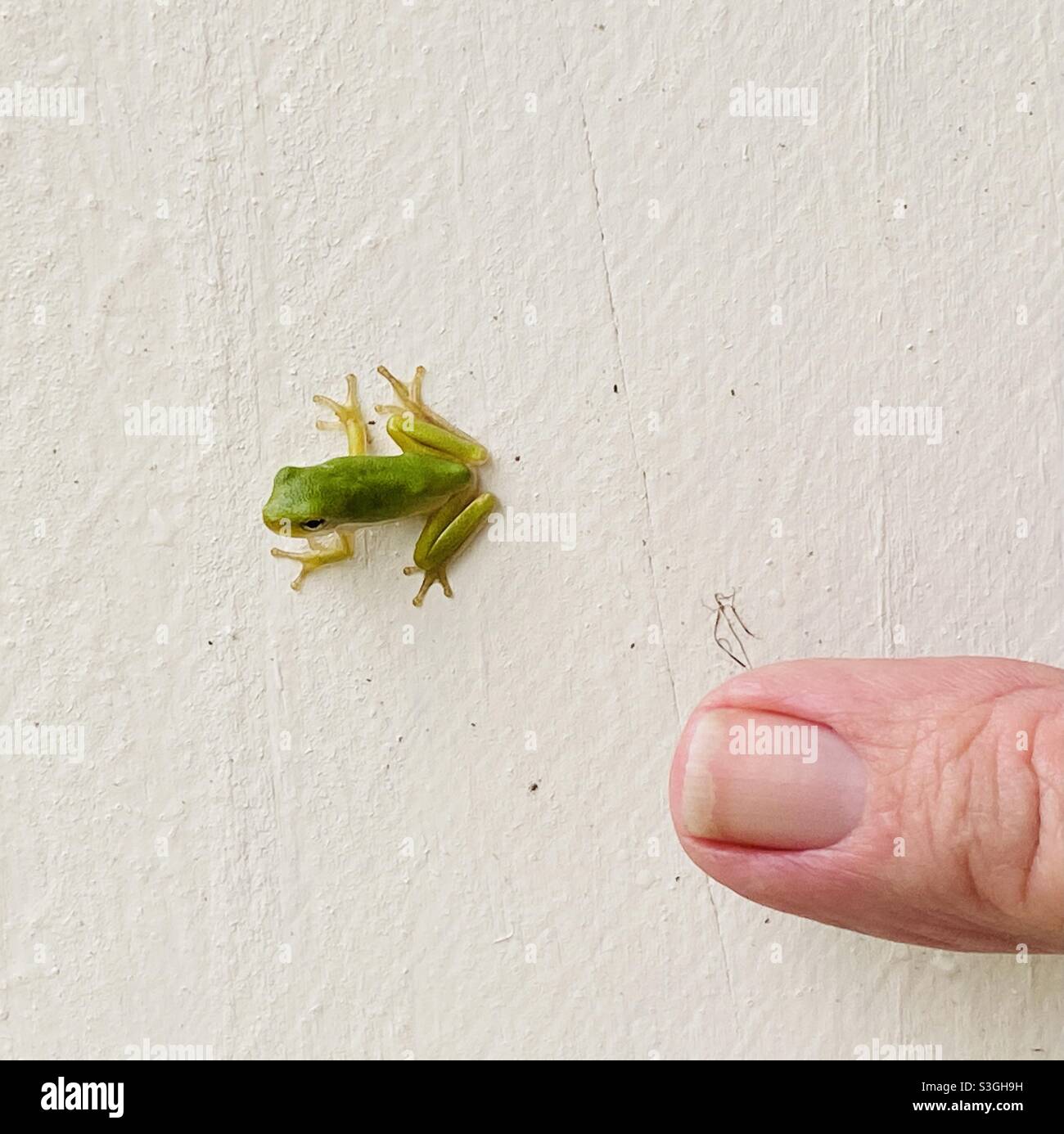 Baby green tree frog hi-res stock photography and images - Alamy