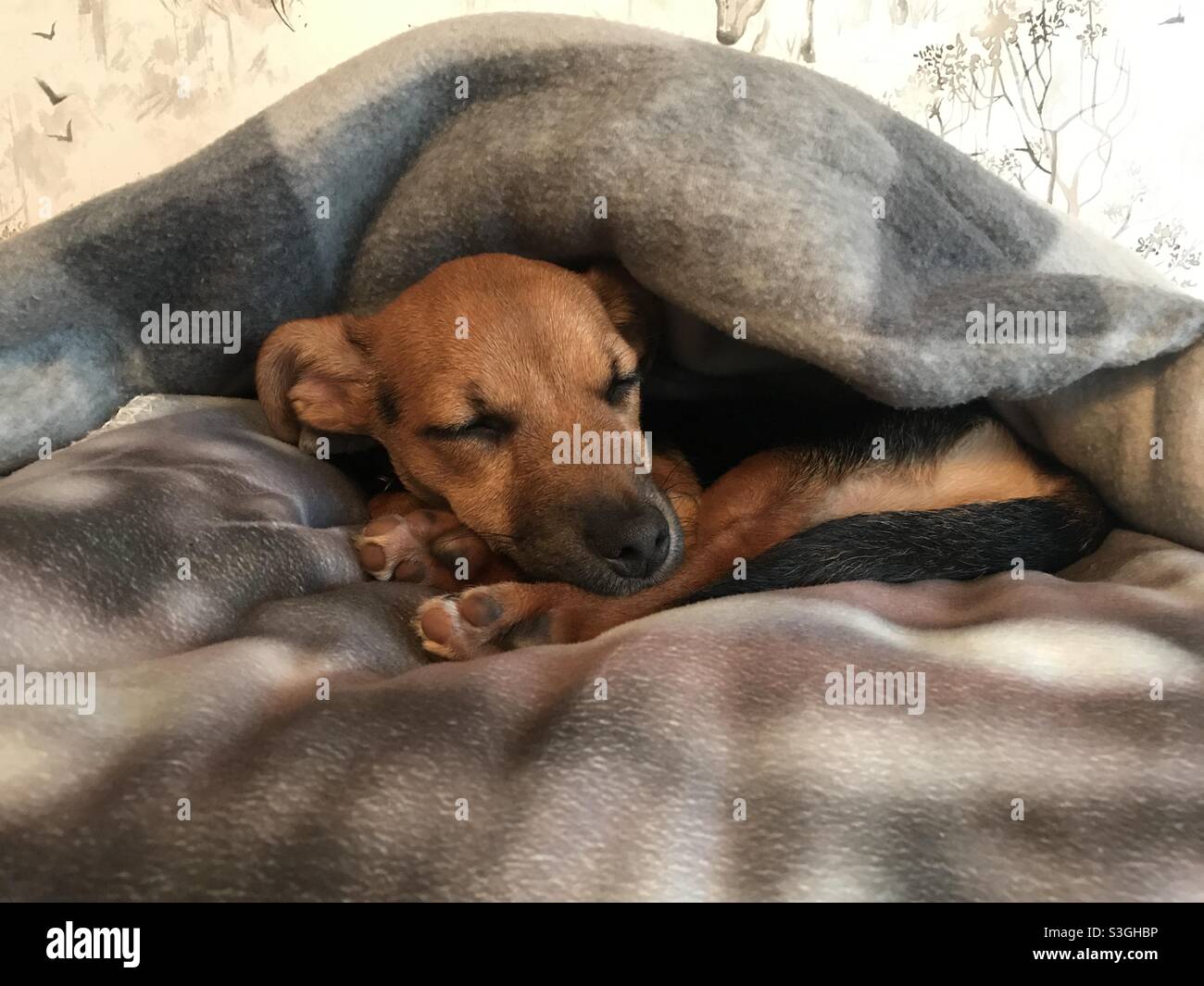 Sleeping jackchi puppy in blanket Stock Photo
