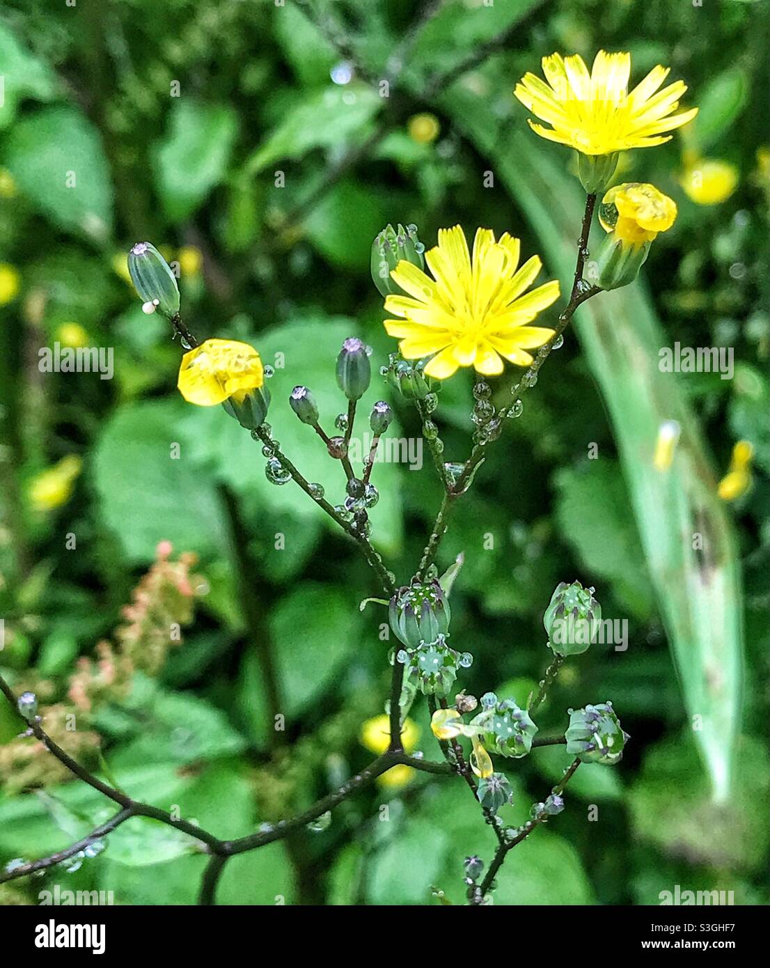The common Nipplewort plant. An unfortunate name for a beautiful flower. Stock Photo
